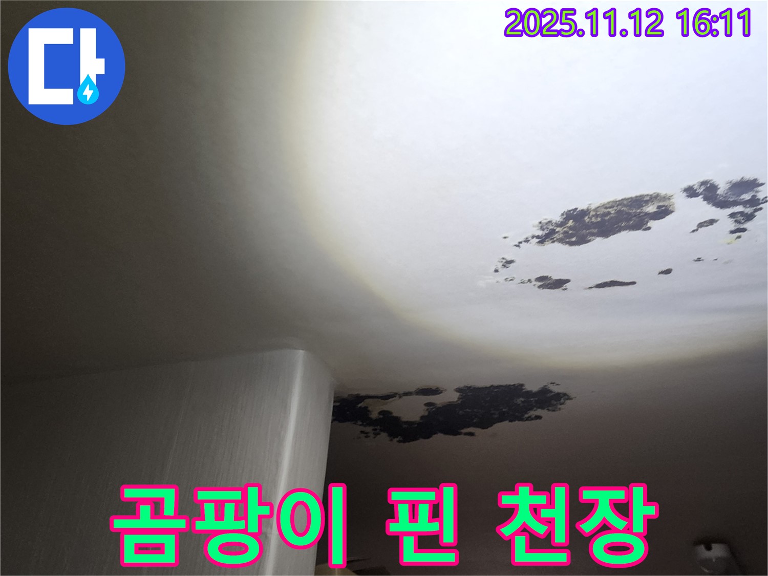 군내면 누수 - 곰팡이로 뒤덮인 천장 클로즈업