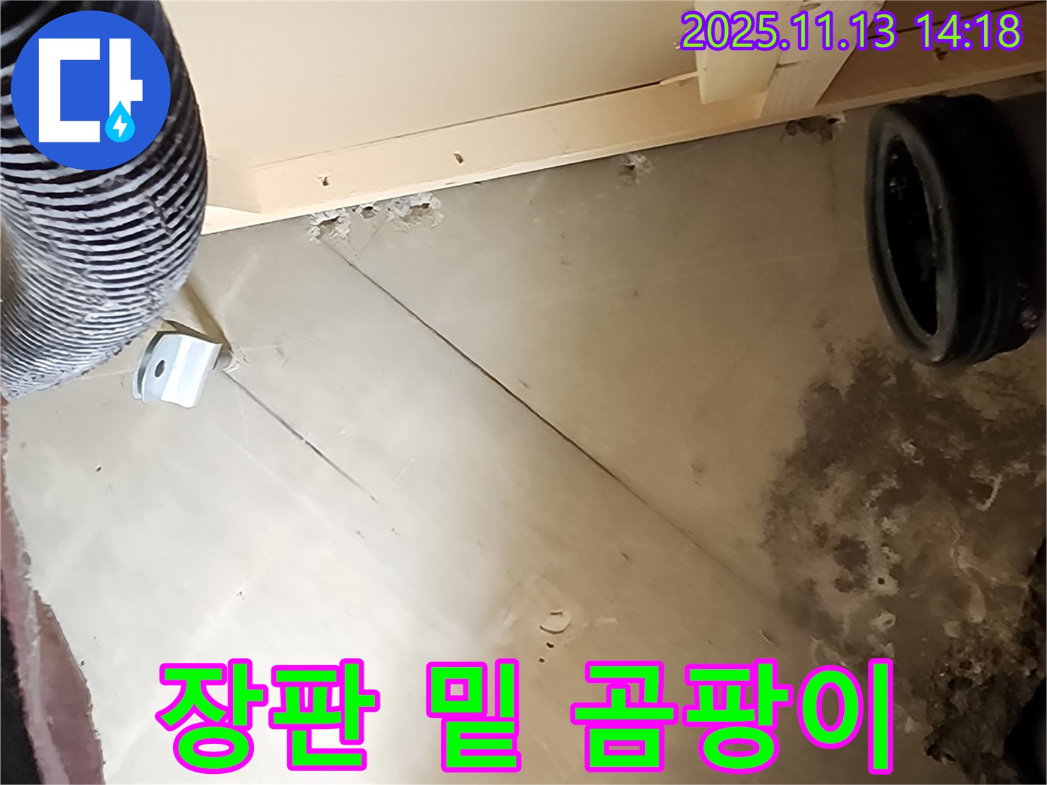 장판 밑 곰팡이 - 숨겨진 누수 증거일 수 있습니다!