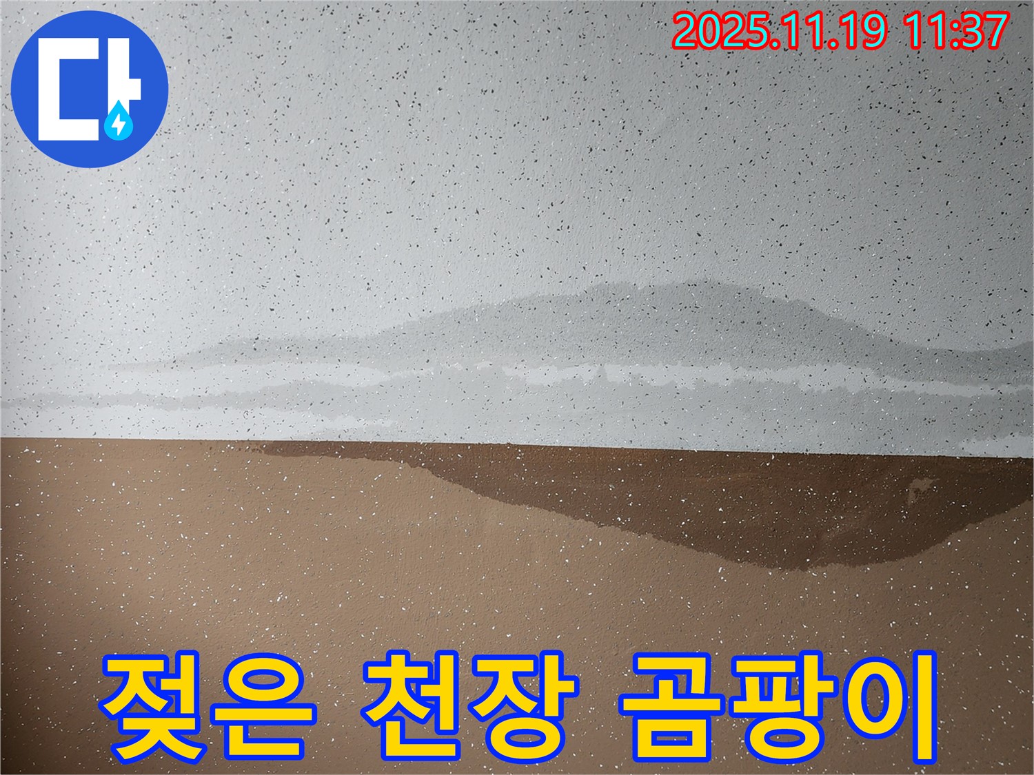 젖은 천장 - 곰팡이 시작 - 건강 적신호