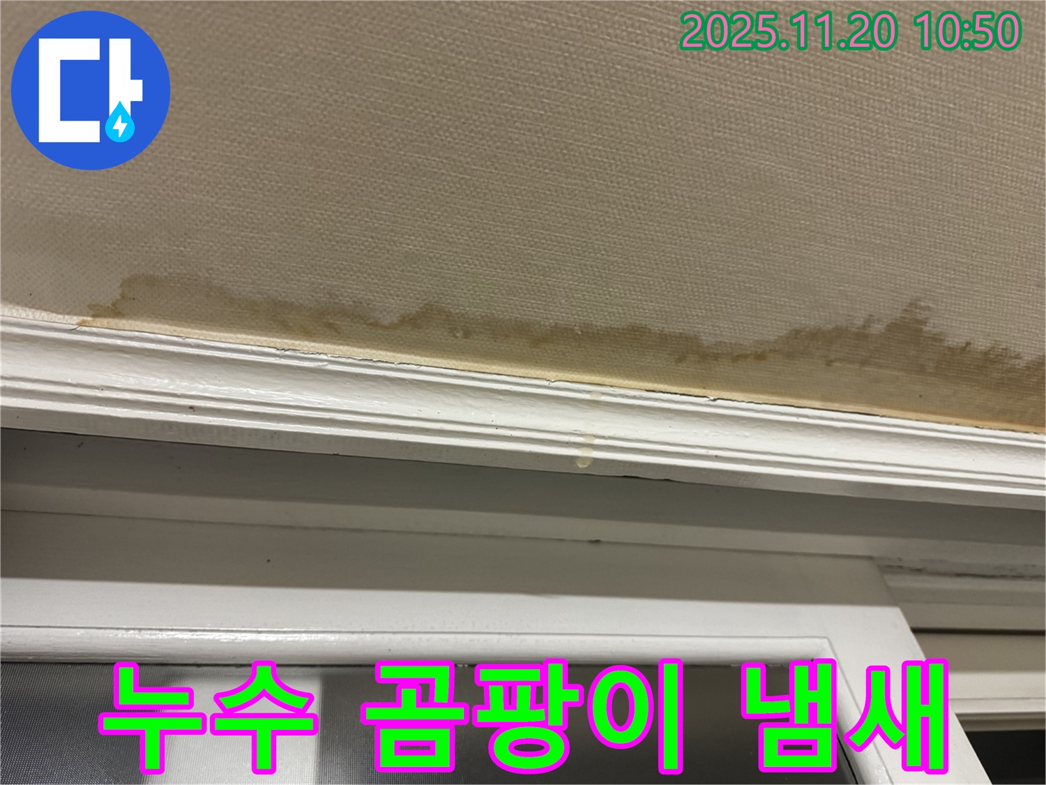 곰팡이 냄새 - 건강 위협 - 곰팡이 제거