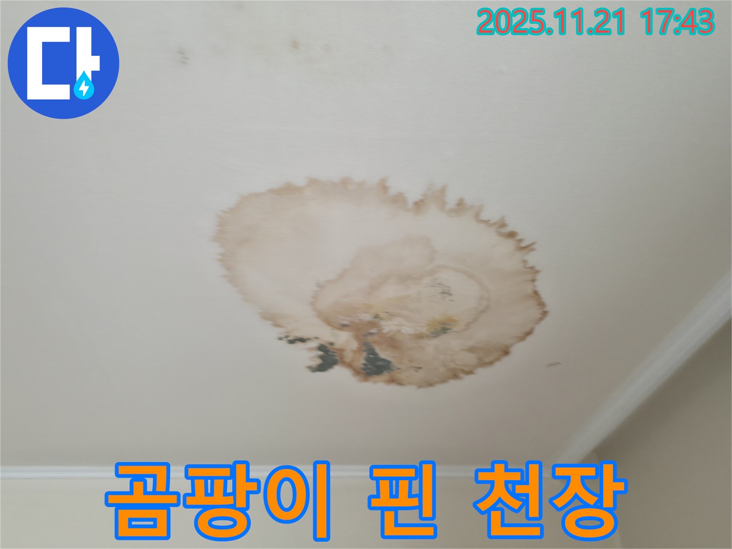 누수 - 곰팡이 핀 천장 - 긴급 해결 필요