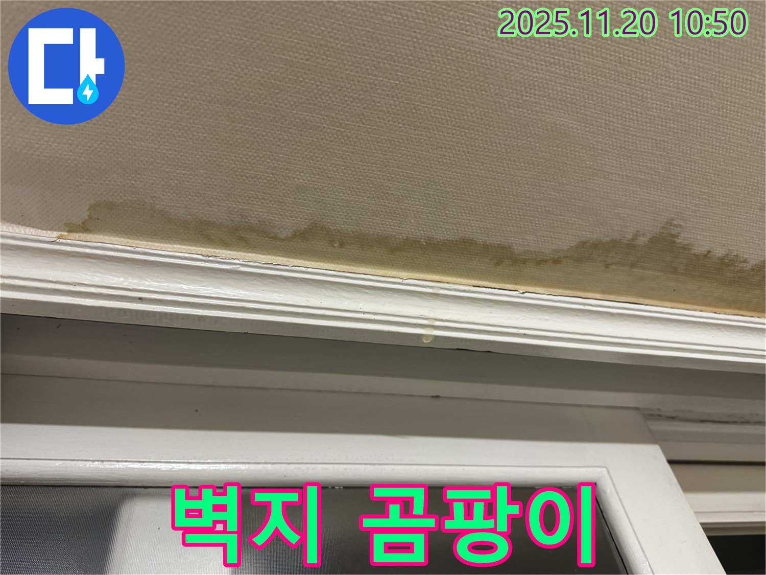 벽지 곰팡이 - 건강 위협 - 즉시 제거