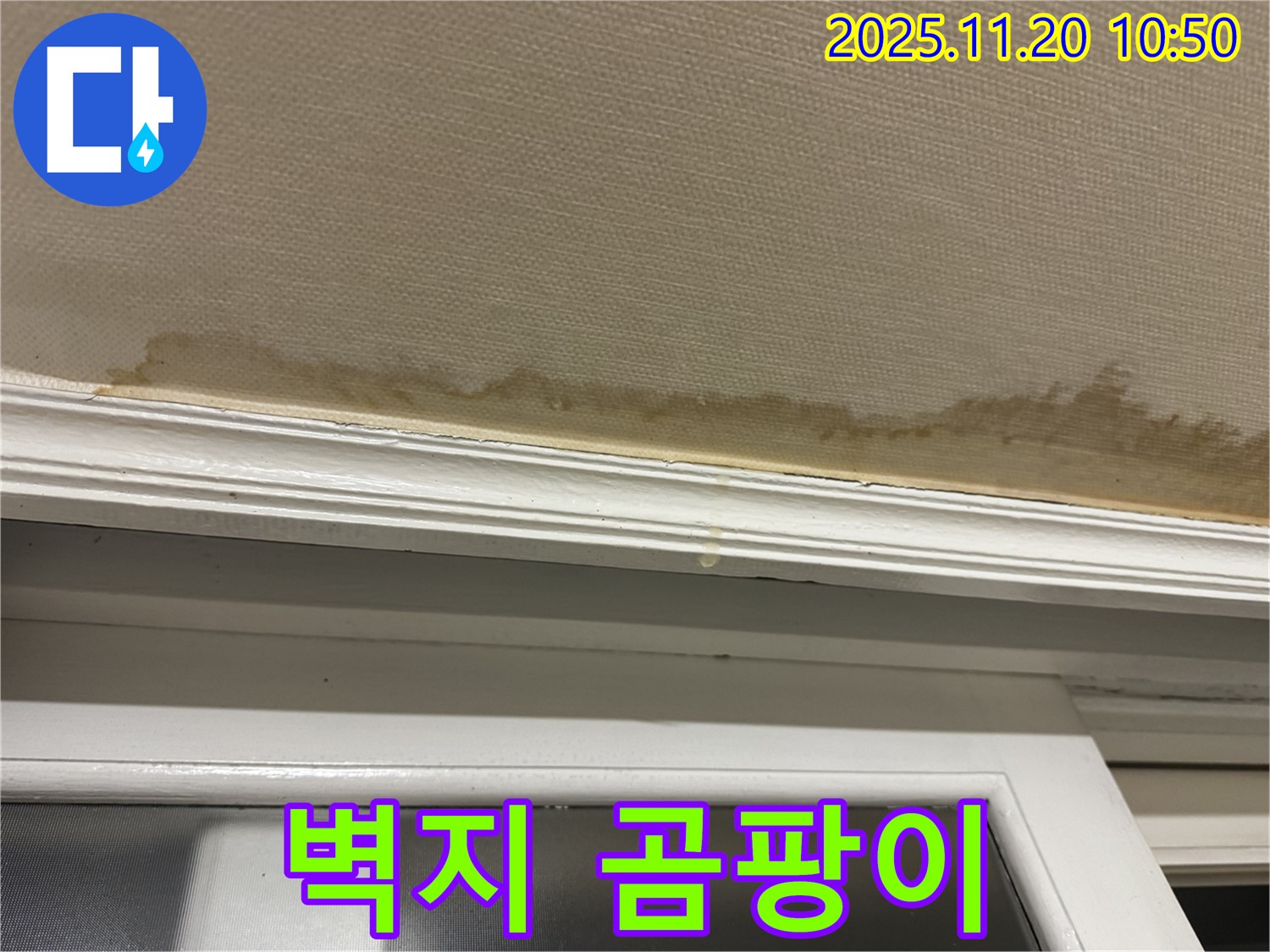 벽지 곰팡이 - 건강 위협 - 즉시 제거