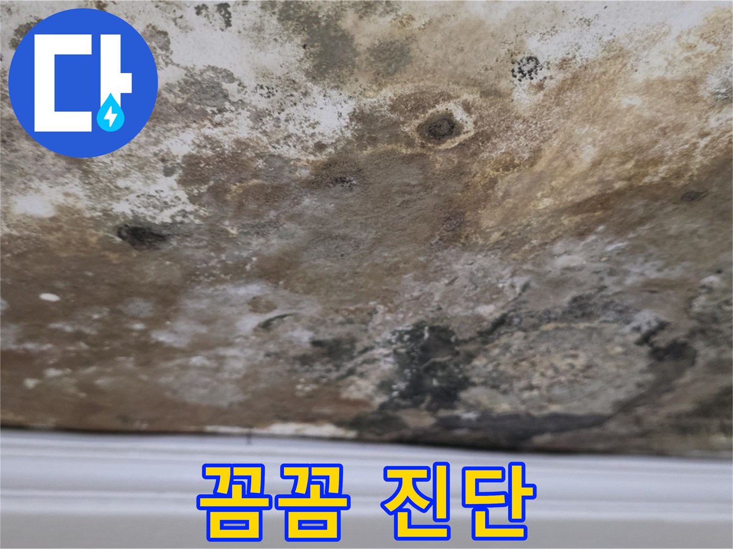 곰팡이 얼룩진 천장 - 꼼꼼하게 진단 중