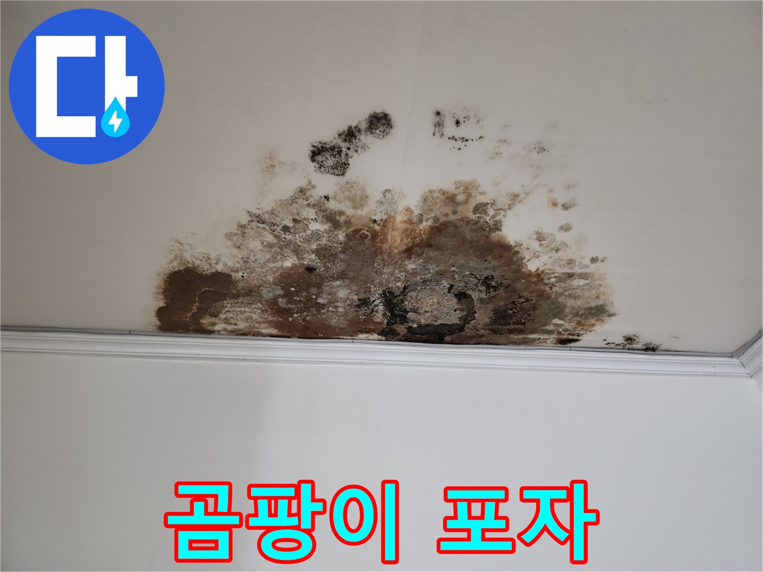 마포 누수 - 곰팡이 포자 확산