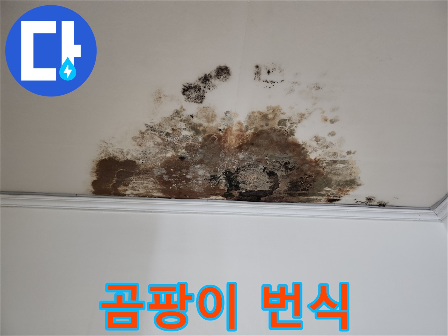 마포구 누수 - 곰팡이 번식 제거