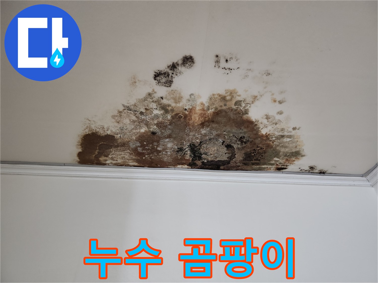 마포구 용강동 누수 - 곰팡이 핀 천장