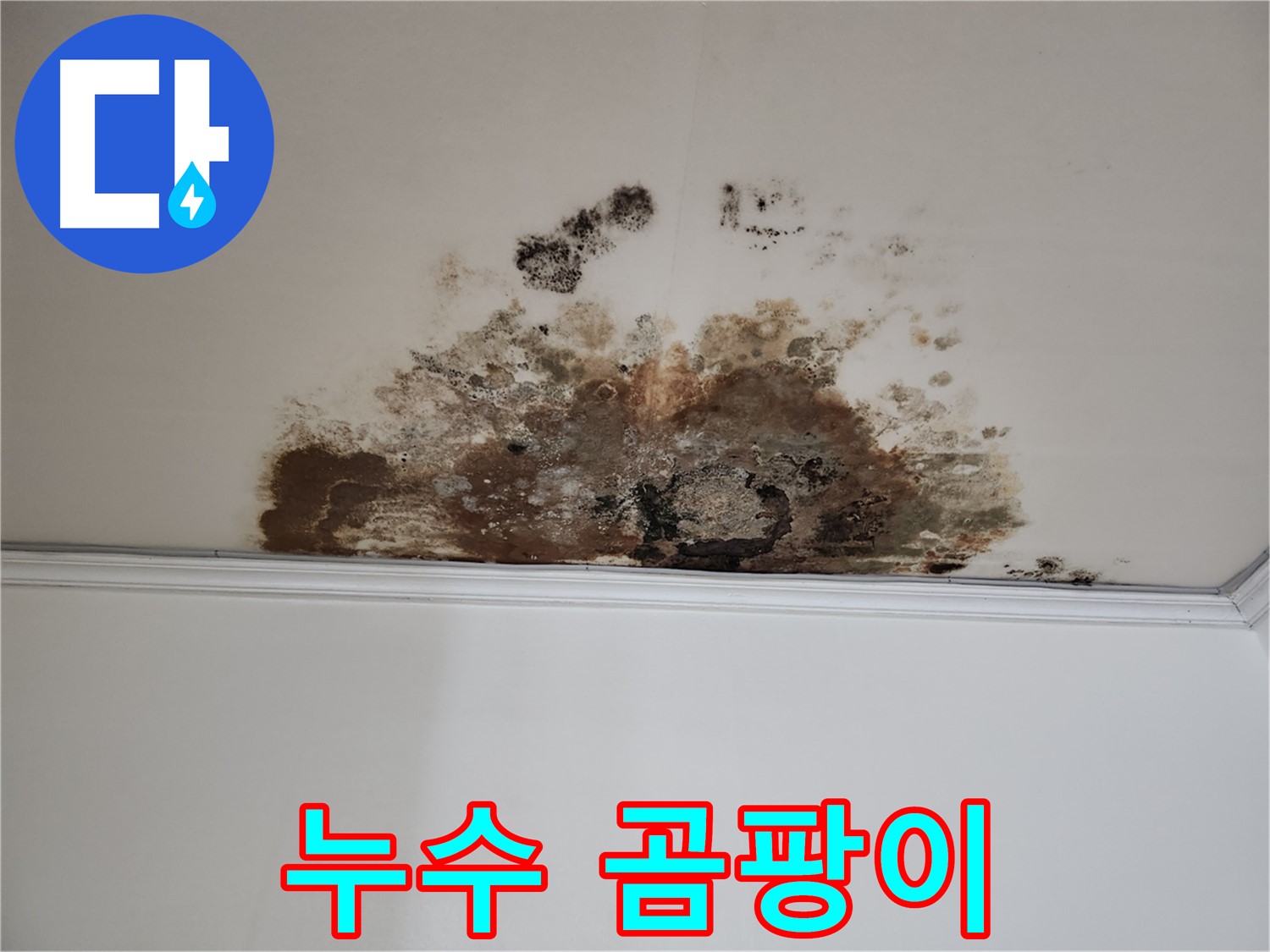 마포구 용강동 누수 - 누수와 곰팡이의 콜라보