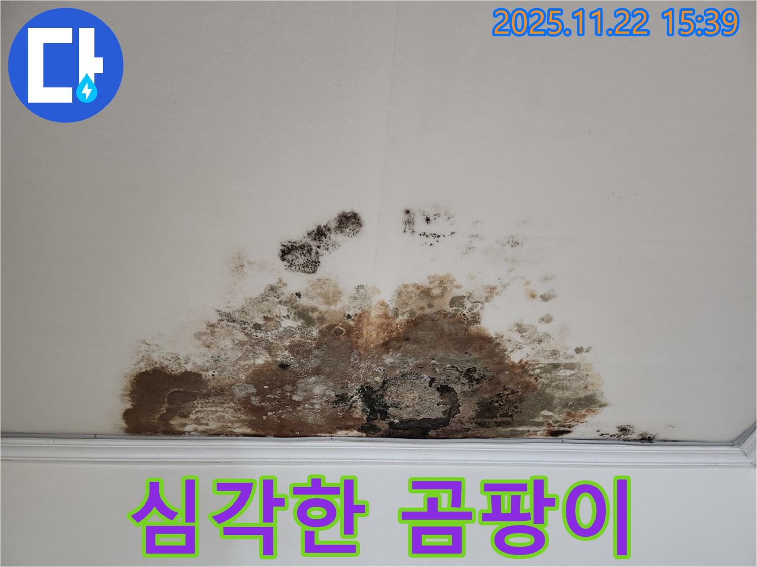 마포구 용강동 아파트 - 곰팡이로 심각하게 오염된 천장