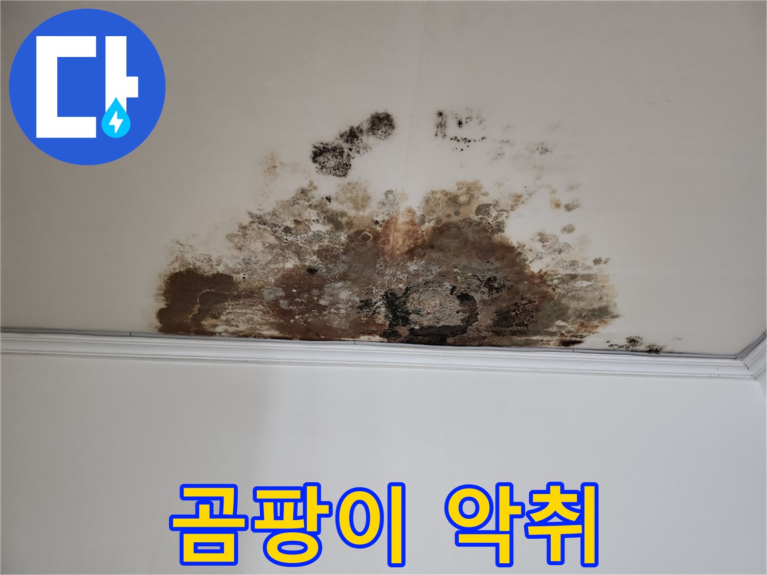 마포구 용강동 현대홈타운 천장 누수 - 곰팡이 악취