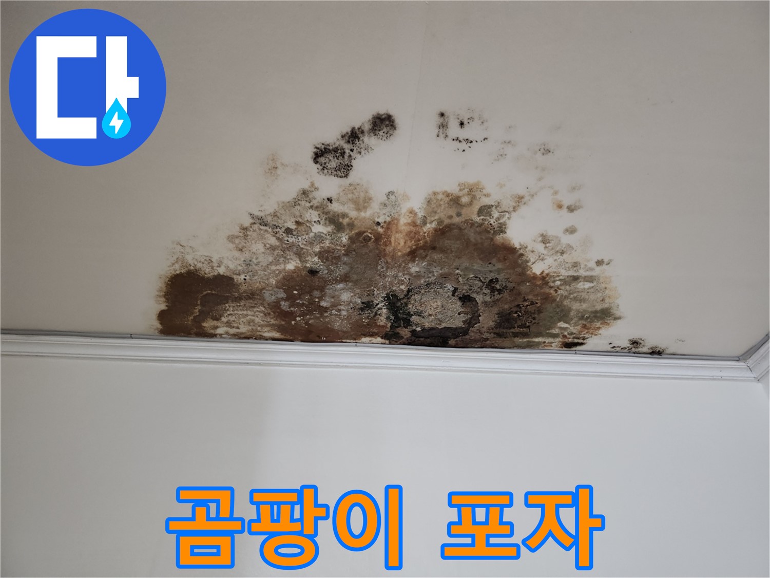 마포구 용강동 현대홈타운 천장 누수 - 곰팡이 포자 확산