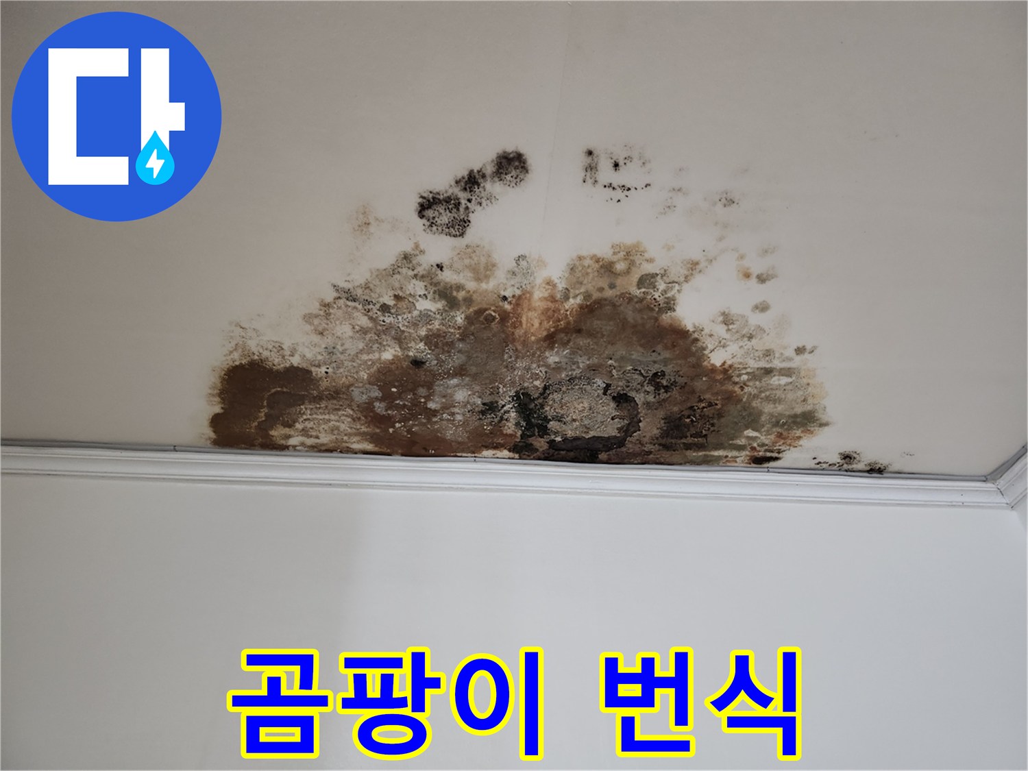용강동 누수 - 곰팡이 번식 해결
