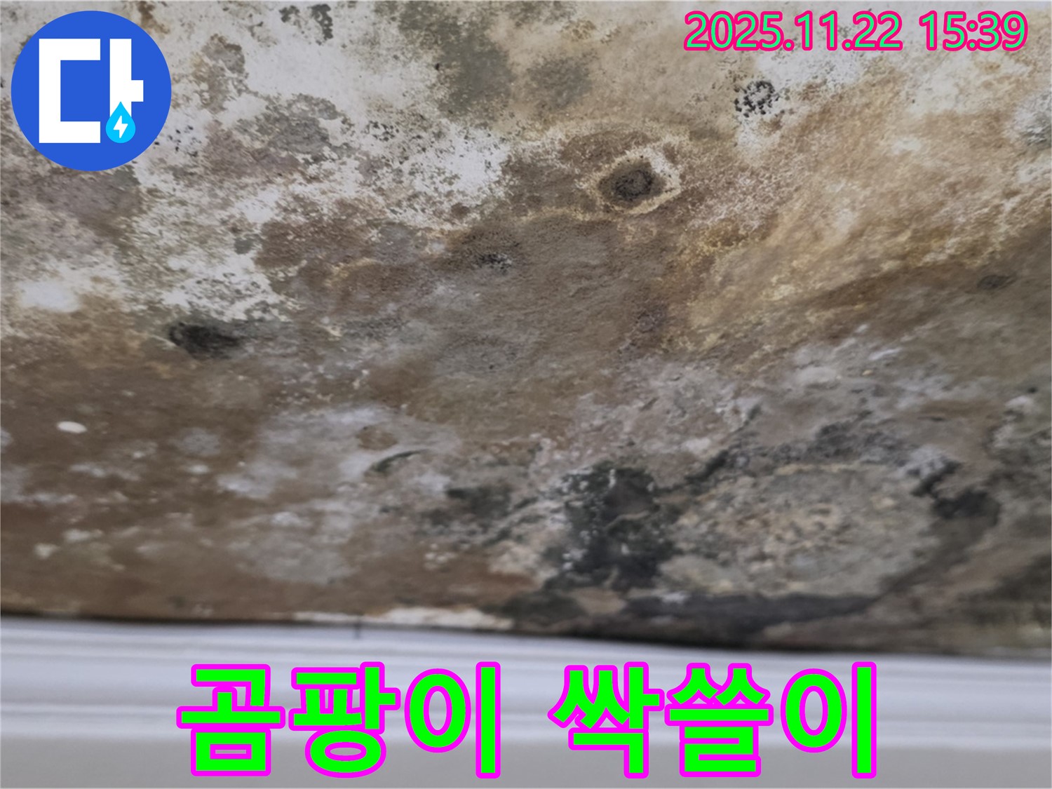 용강동 누수 - 곰팡이 싹쓸이, 천장 청정 구역 만들기!