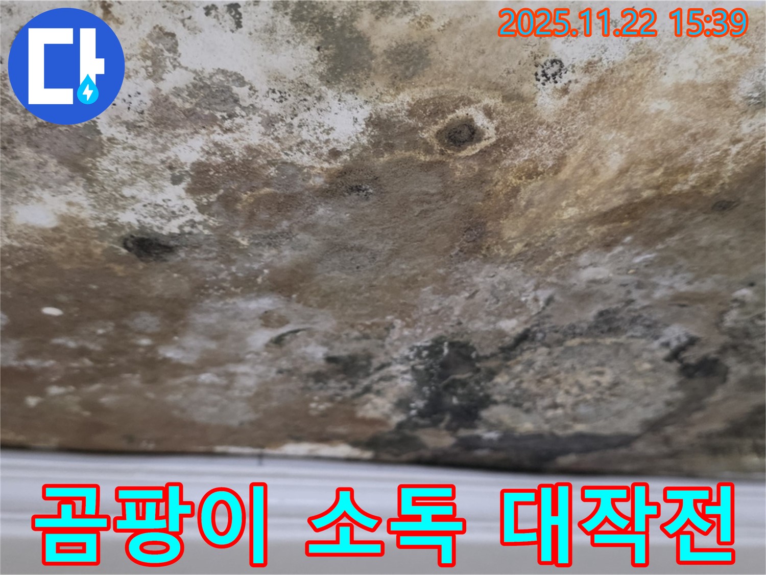 용강동 누수 - 곰팡이 완전 침공, 천장 완전 소독 대작전!