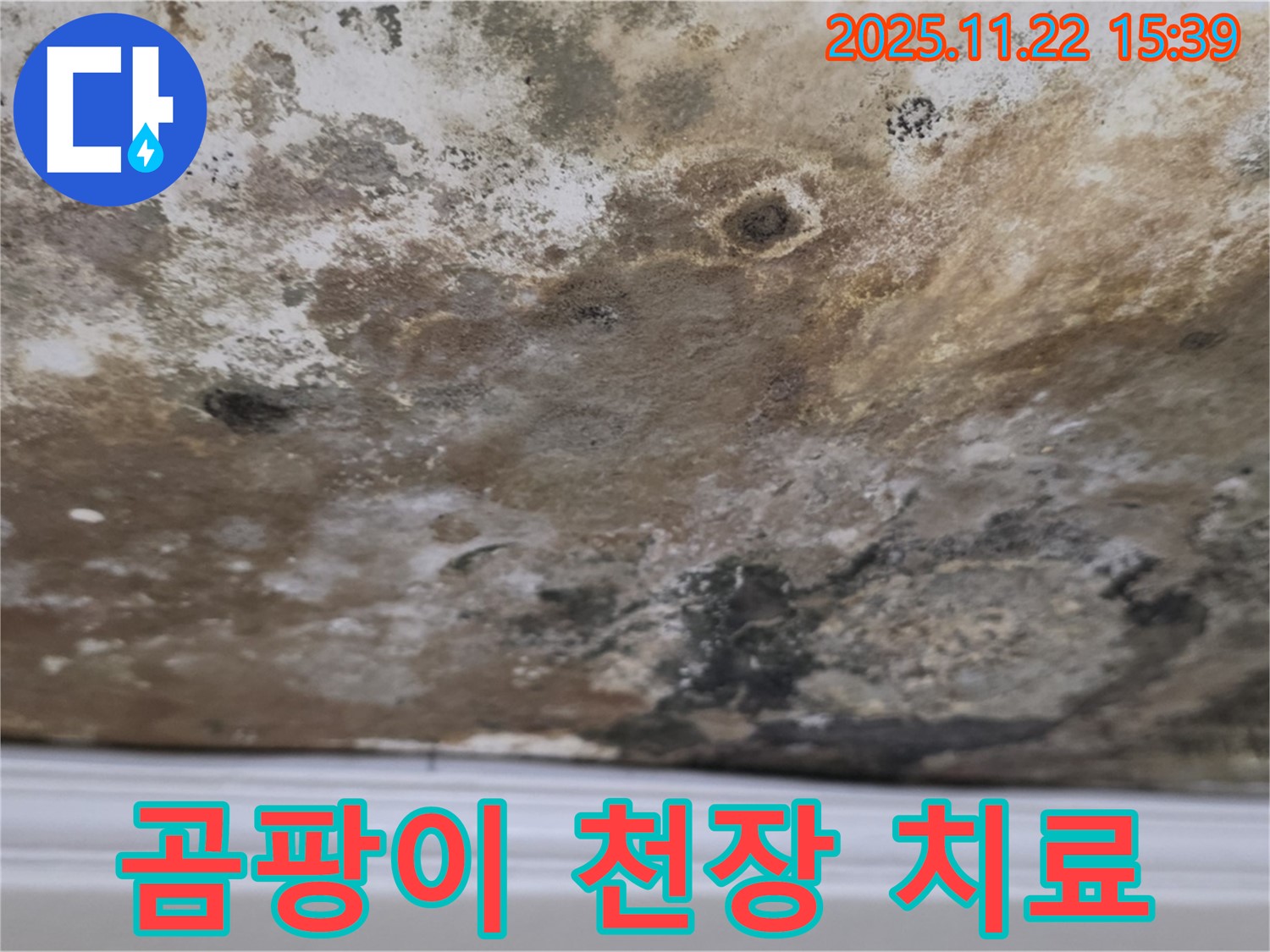 용강동 누수 - 곰팡이 테러, 천장 응급 치료 시작!