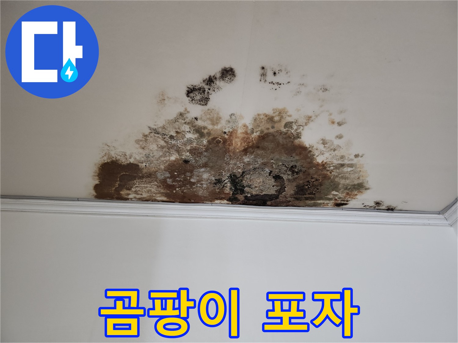 용강동 누수 - 곰팡이 포자 확산