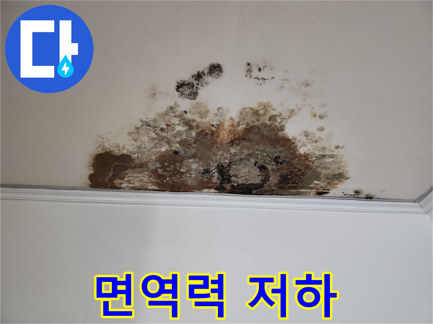 용강동 누수 - 곰팡이로 인한 면역력 저하