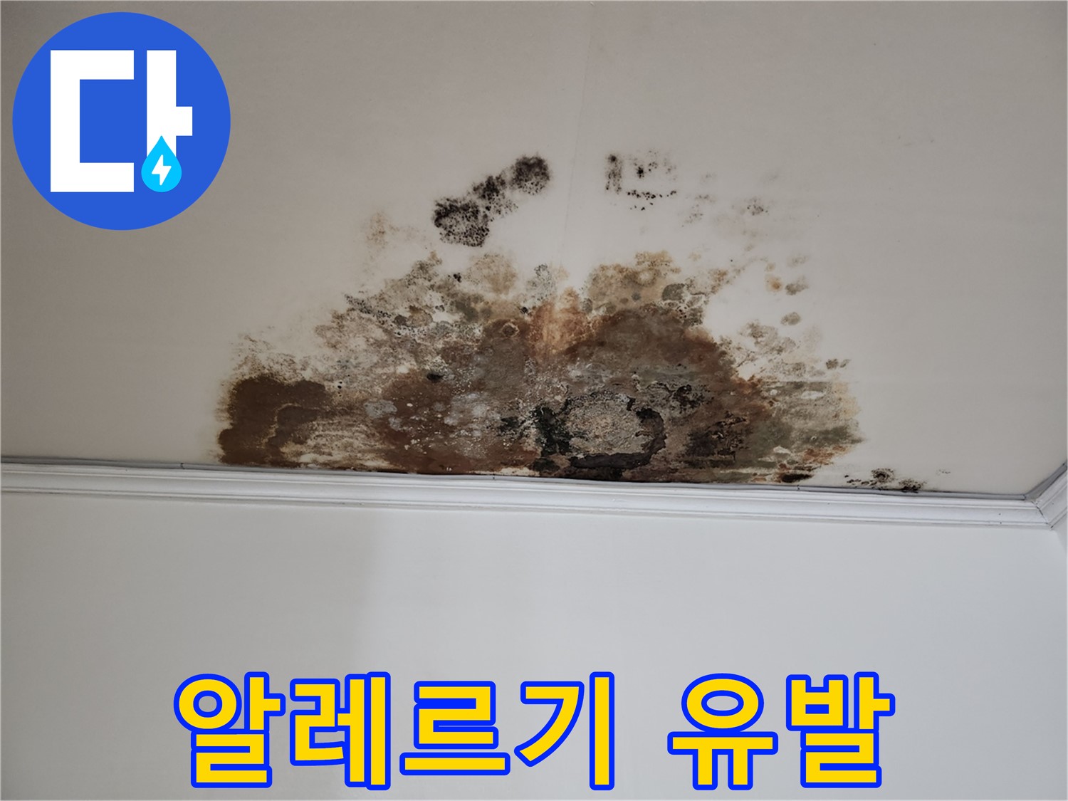 용강동 누수 - 곰팡이로 인한 알레르기