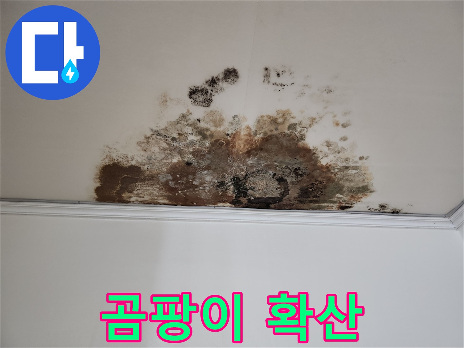 용강동 아파트 누수 - 천장에 곰팡이 확산