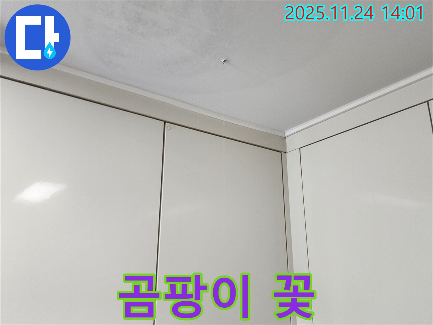 가산면 마전리 누수 - 천장 곰팡이, 건강에 위험 신호