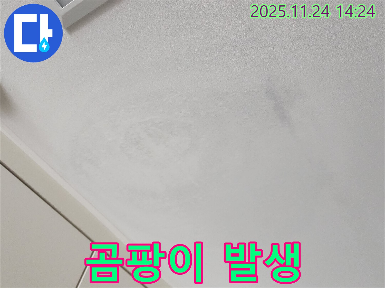곰팡이 위험 - 건강 위협
