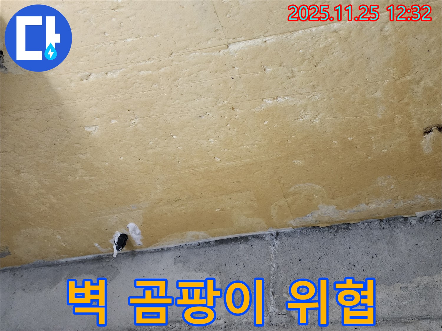 벽 곰팡이 - 건강 위협 - 곰팡이 제거 - 쾌적한 환경