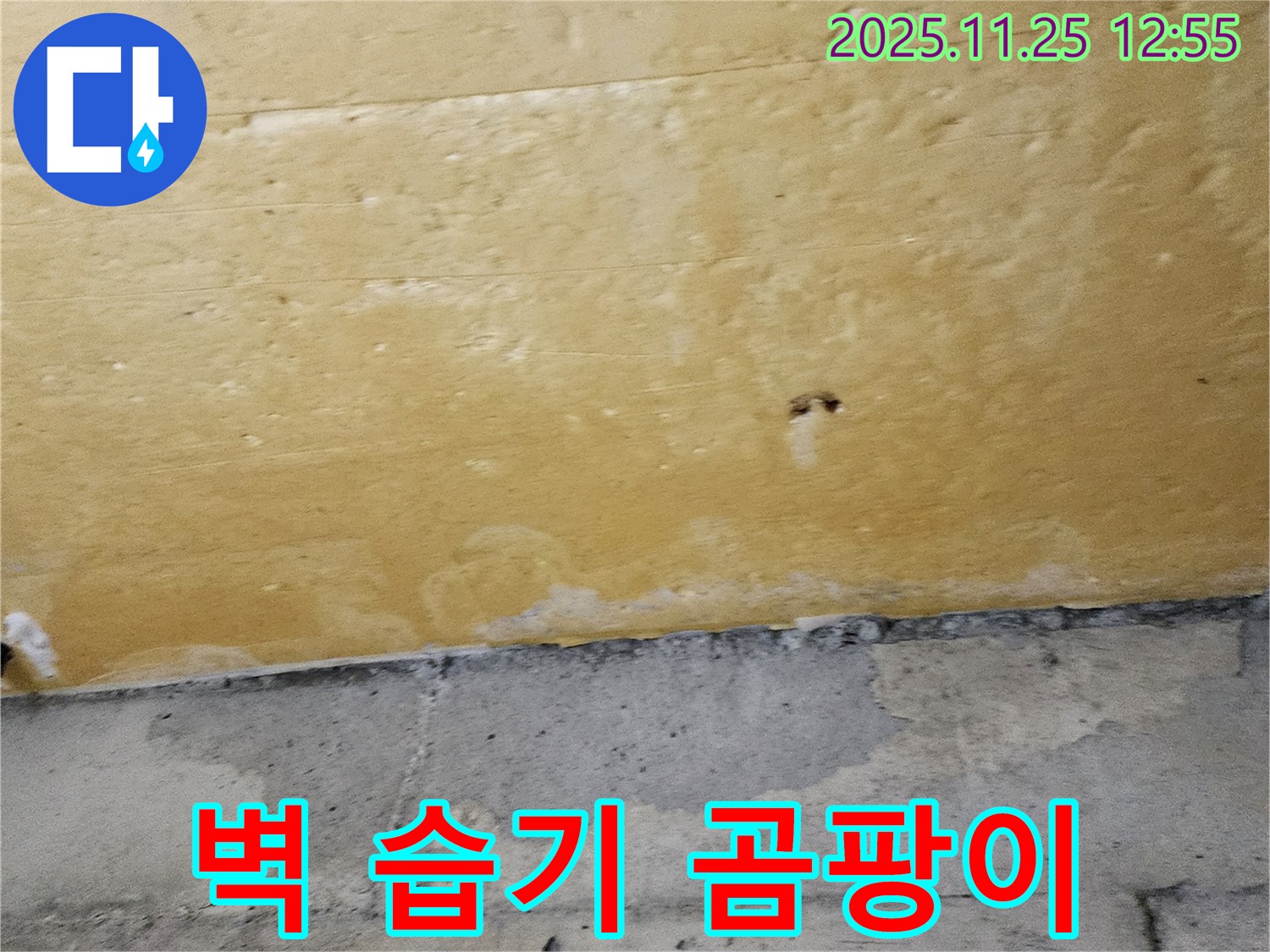 벽 습기 - 곰팡이 시작 - 건강 위협