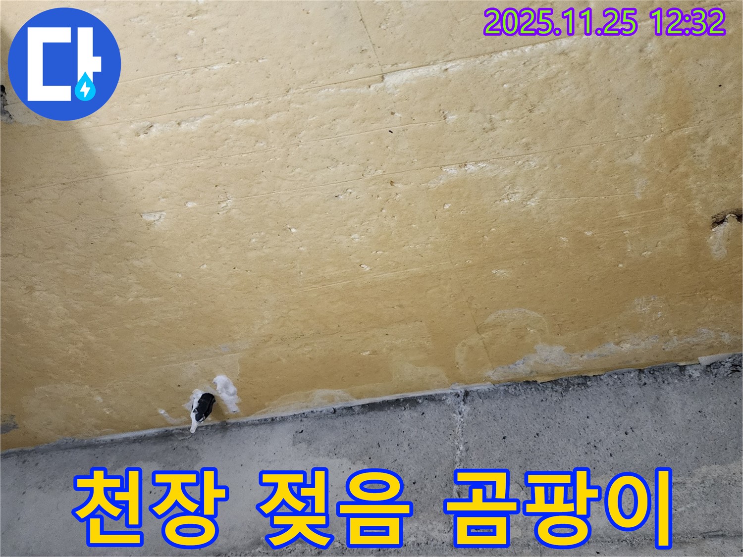 천장 젖음 - 곰팡이 - 건강 위협