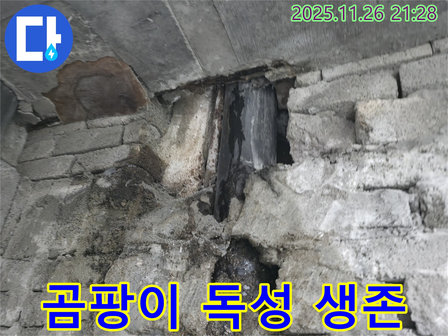 벽면 누수 - 곰팡이 독성 물질 최고 농도 및 생존 위협