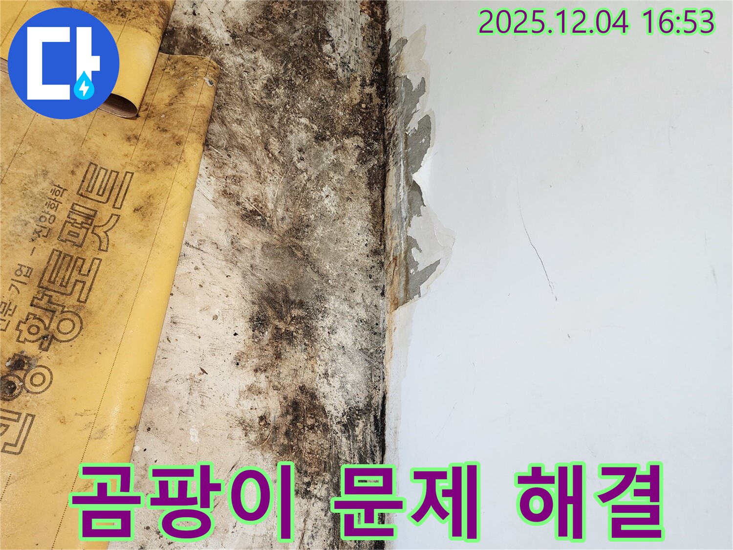 곰팡이 문제 해결 - 전문가의 손길