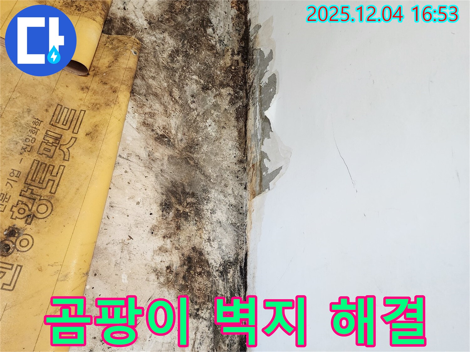곰팡이와 벽지 문제 해결 - 확실한 기술력과 노하우