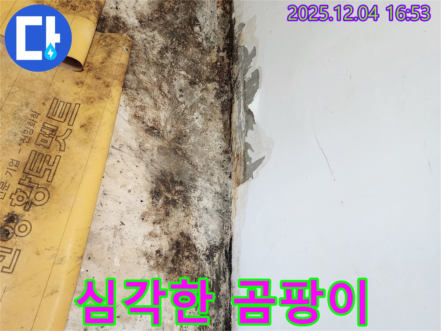 심각한 곰팡이와 젖은 벽 문제 - 친절한 상담과 합리적인 견적 제공