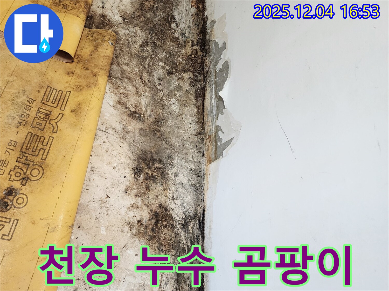 천장 누수와 곰팡이 - 완벽한 해결 및 고객 만족