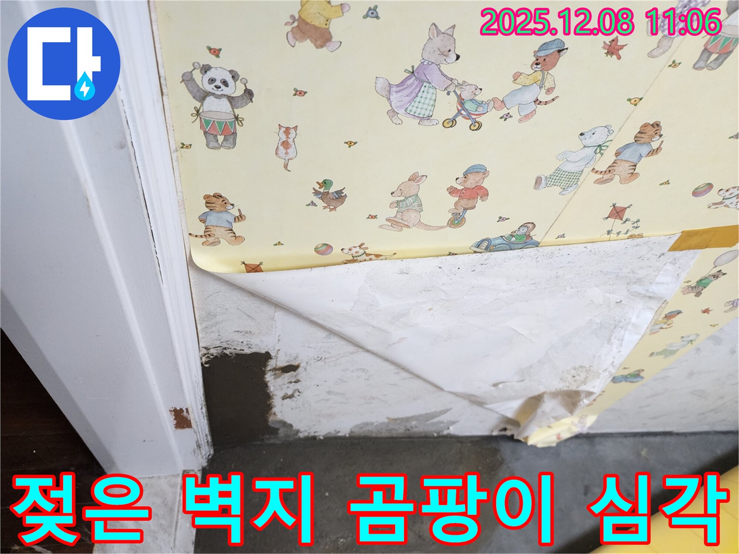 포천 영중면 누수 현장 - 젖은 벽지와 심각한 곰팡이 발생