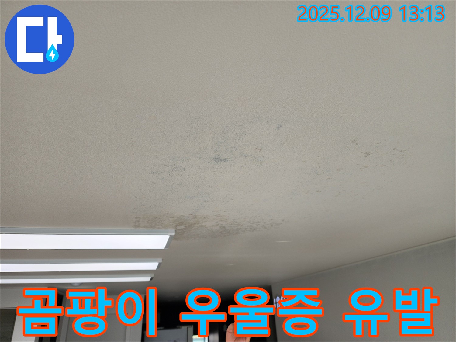 경기도 포천시 영중면 성동리 - 곰팡이, 우울증 유발 - 마음까지 병들게