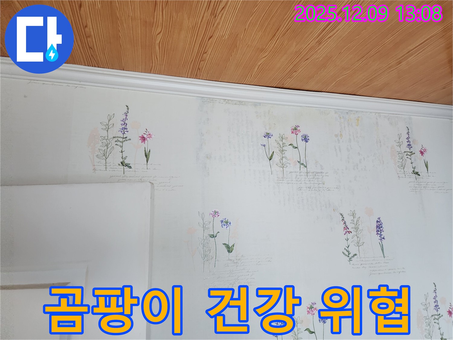 벽지 곰팡이 - 건강 위협 요인 - 제거