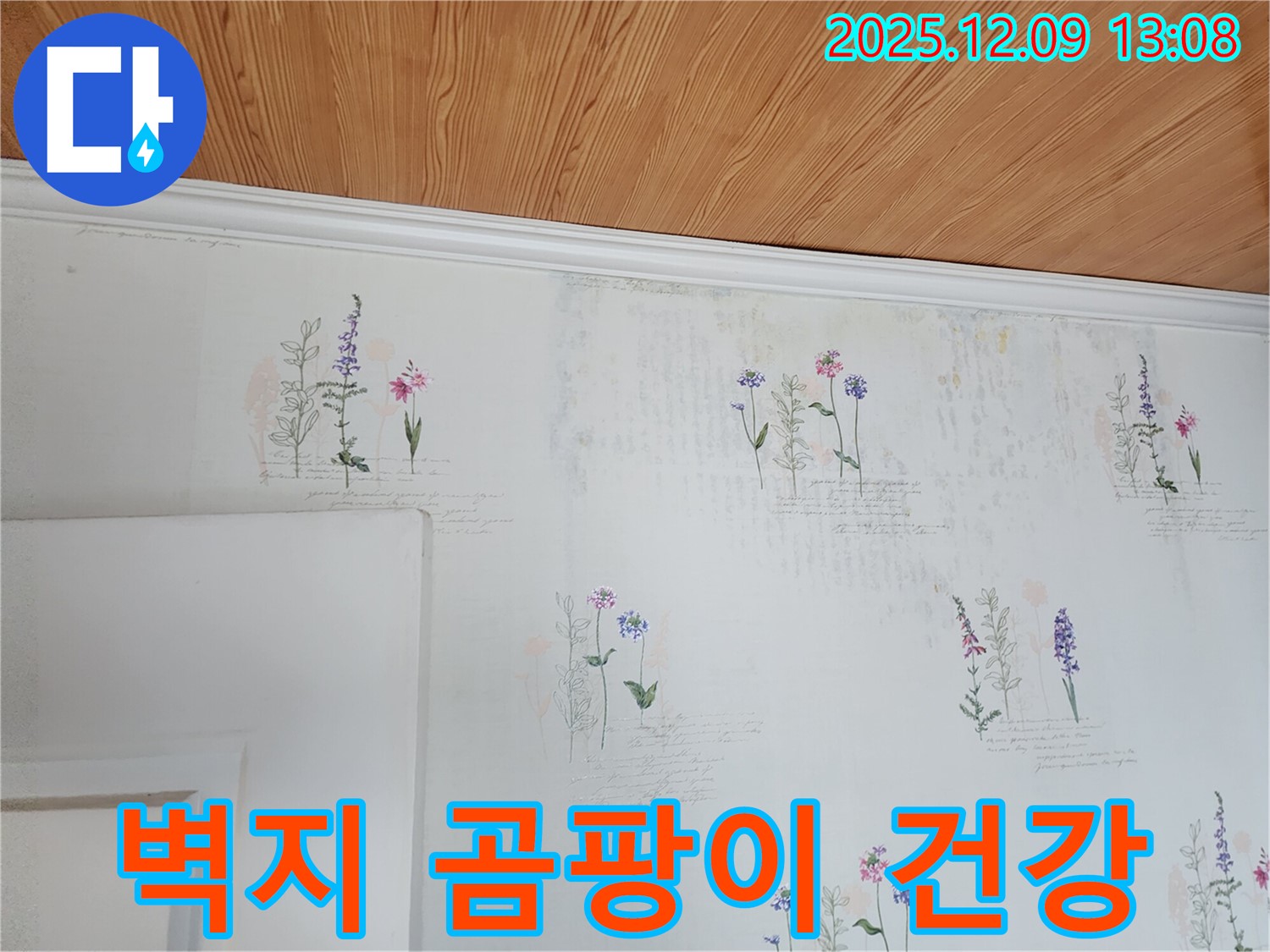 벽지 곰팡이 - 건강 위협 - 즉시 제거