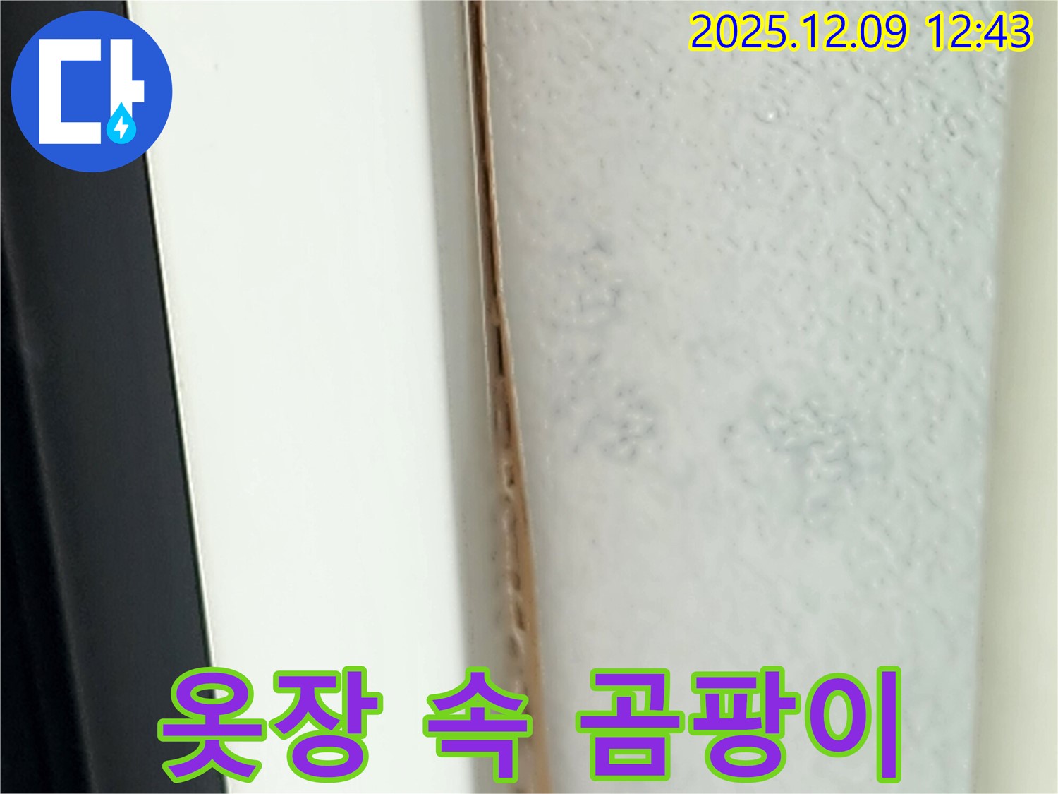 옷장 속 곰팡이 - 습기 제거가 가장 중요합니다.