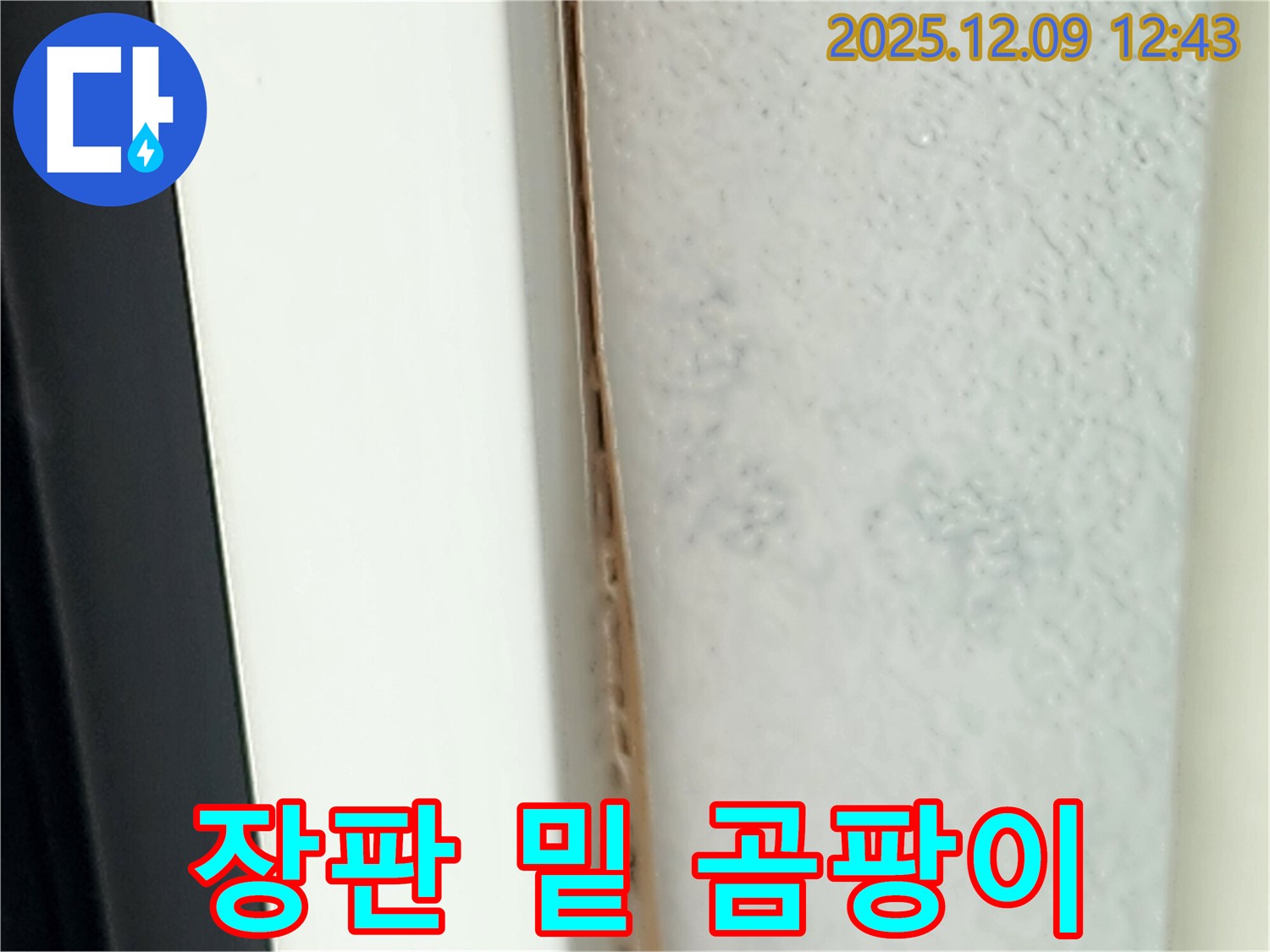 장판 밑 곰팡이 - 건강에 치명적일 수 있습니다.