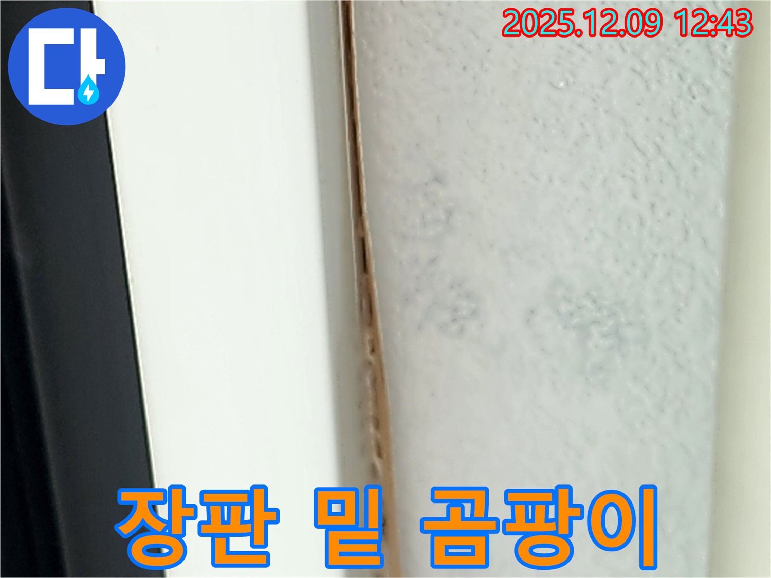 장판 밑 곰팡이 - 누수 점검이 필수입니다.