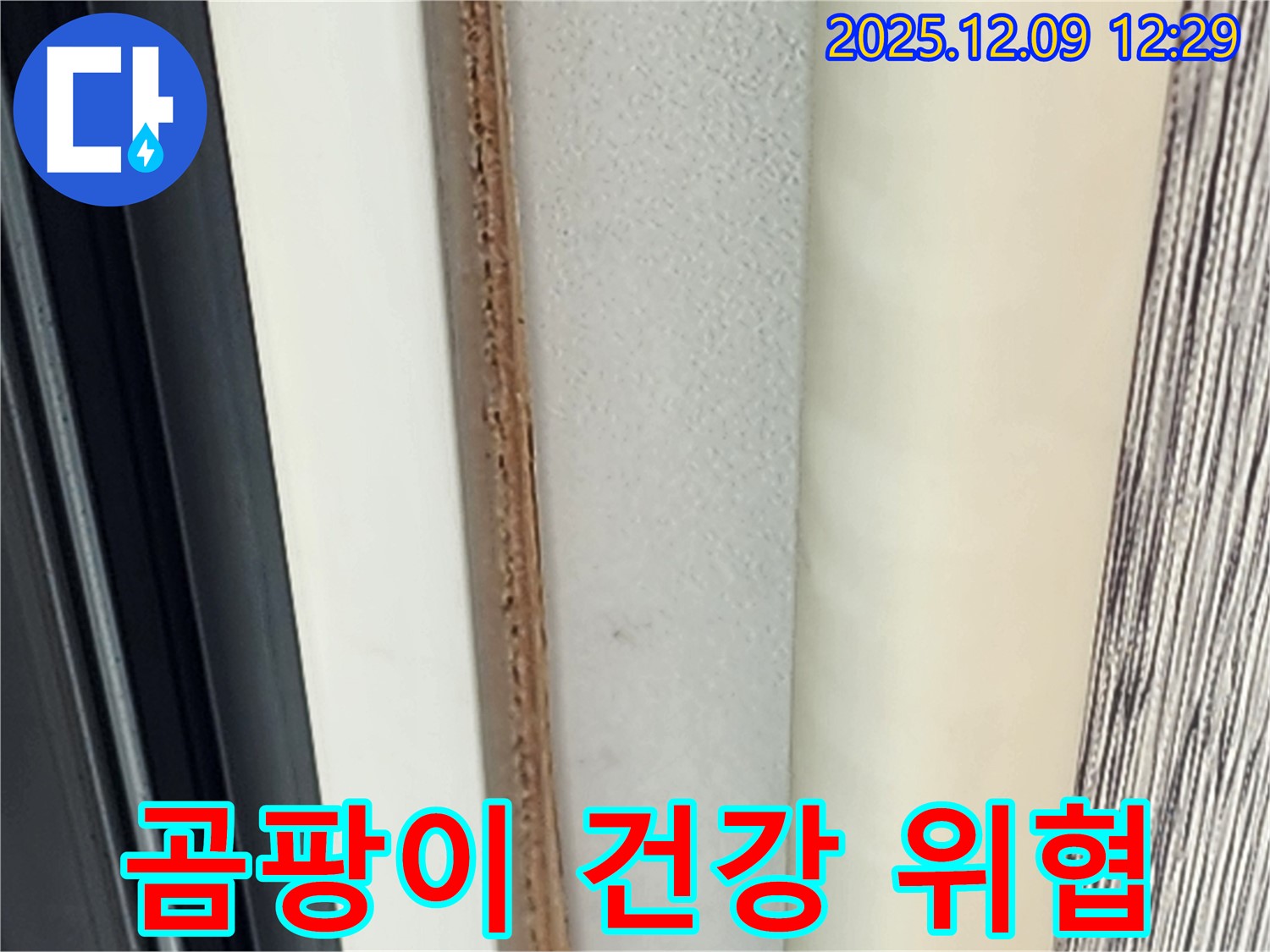 창틀 곰팡이 - 건강에 해로울 수 있습니다.