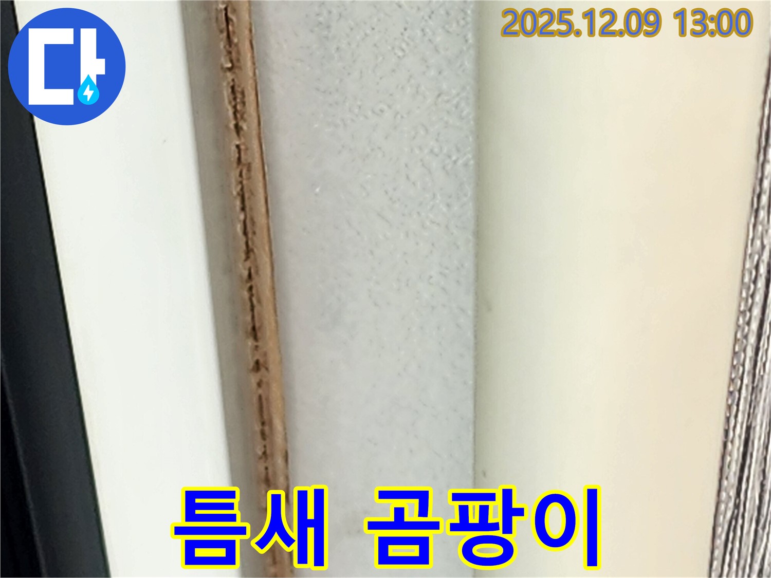 창틀 틈새 곰팡이 - 지속적인 습기가 원인입니다.