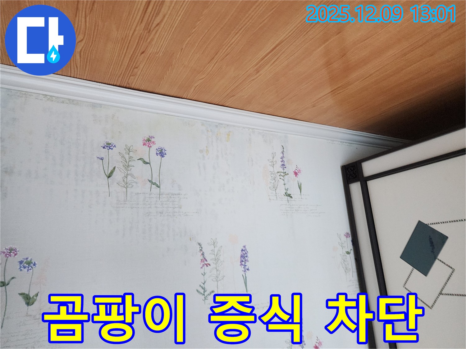 포천 영중면 성동리 누수 현장 - 벽지 곰팡이 무한 증식 직전 긴급 차단