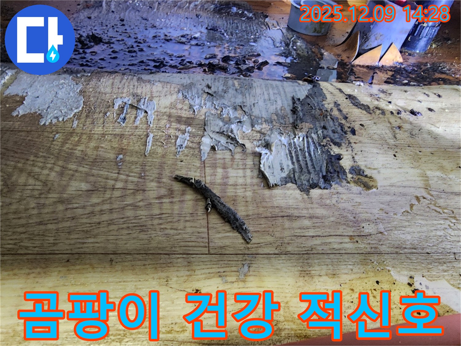 영중면 금주리 누수 - 곰팡이 핀 장판, 호흡기 건강 위협