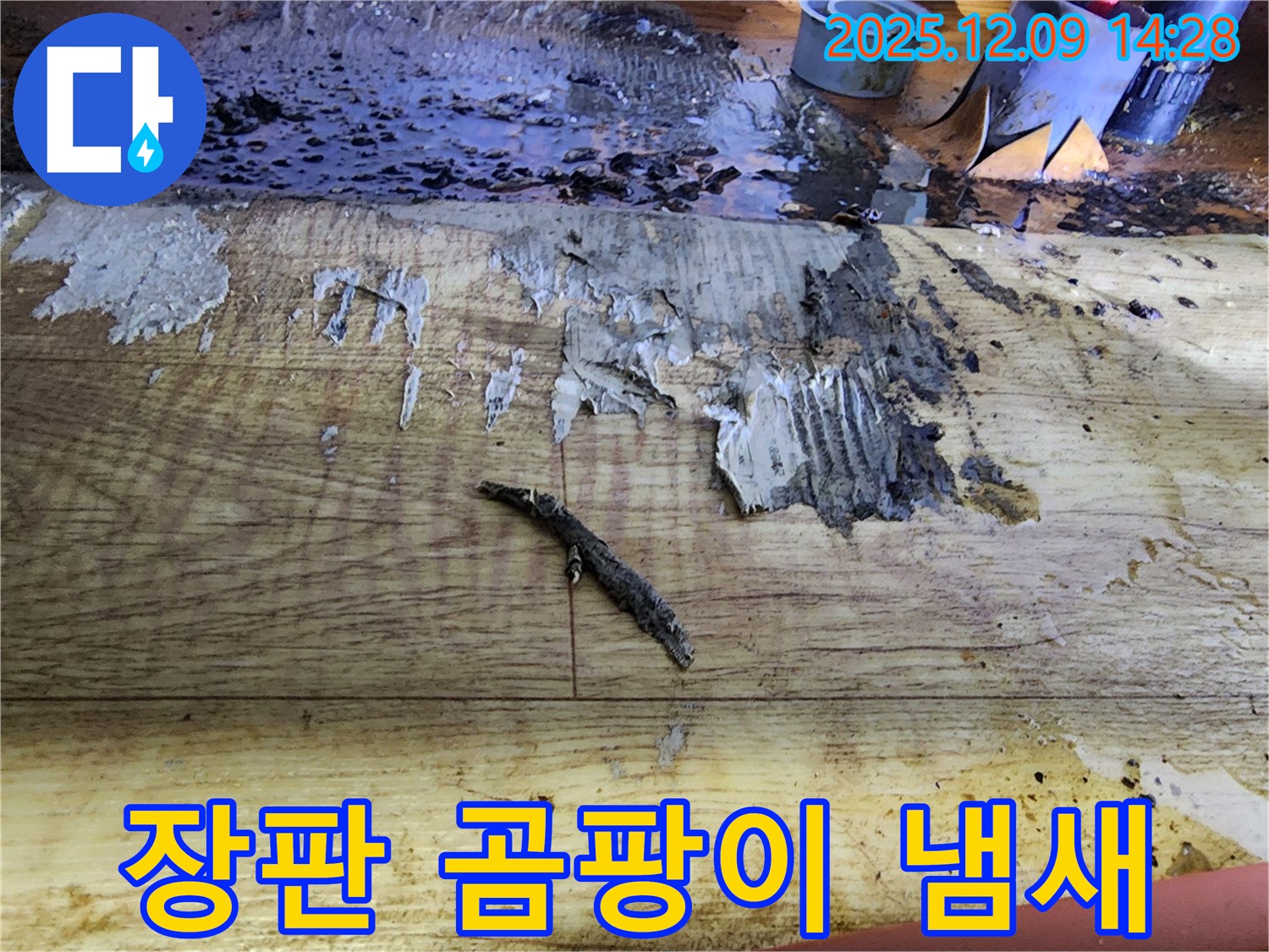 포천 누수 탐지 - 젖은 장판과 곰팡이 냄새, 누수 초기 발견
