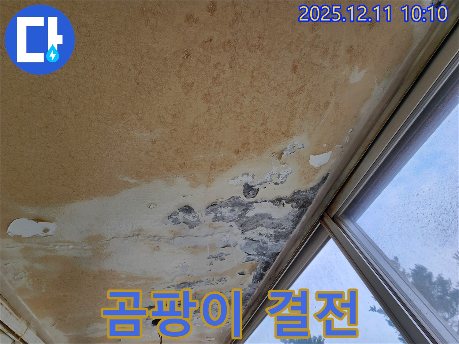24시간 긴급 - 곰팡이와의 결전