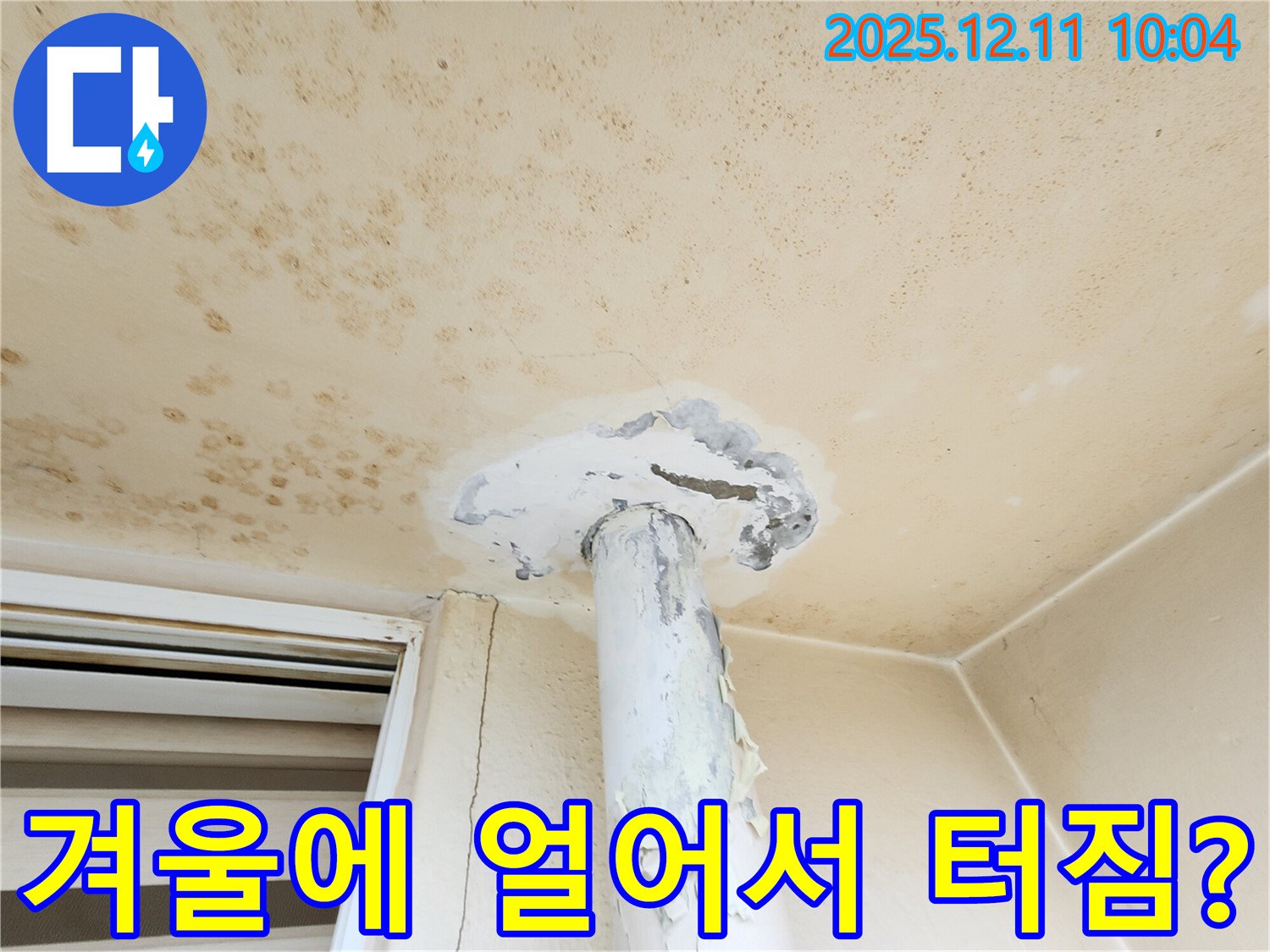 겨울에 얼어서 터진 걸까요?