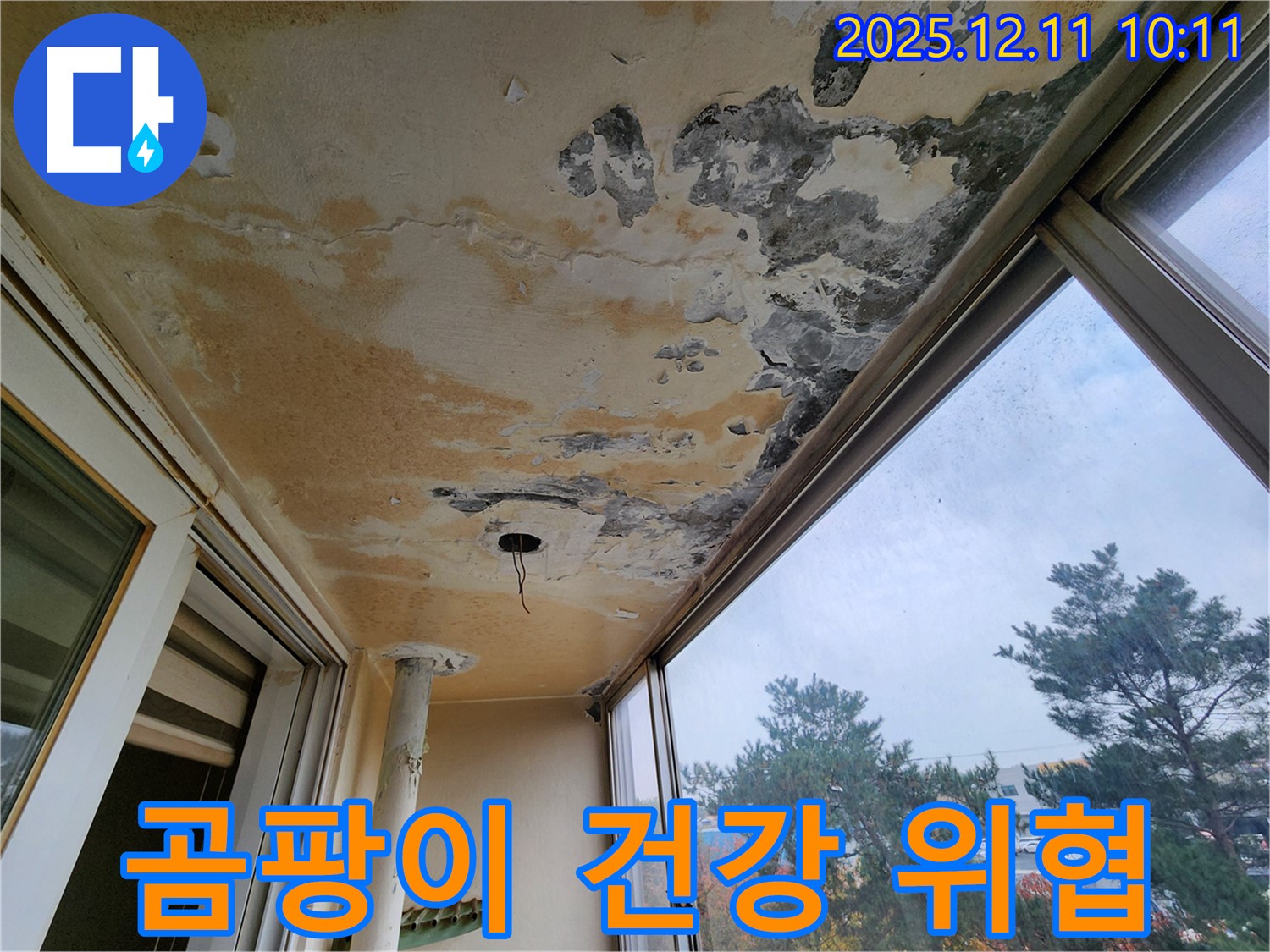 곰팡이 - 건강 위협 - 가족 안전