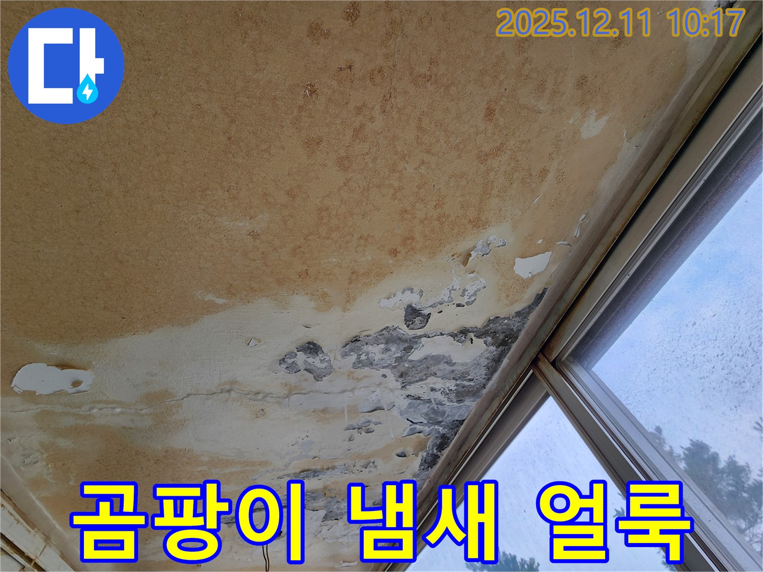곰팡이 천장 - 냄새와 얼룩, 건강 위협