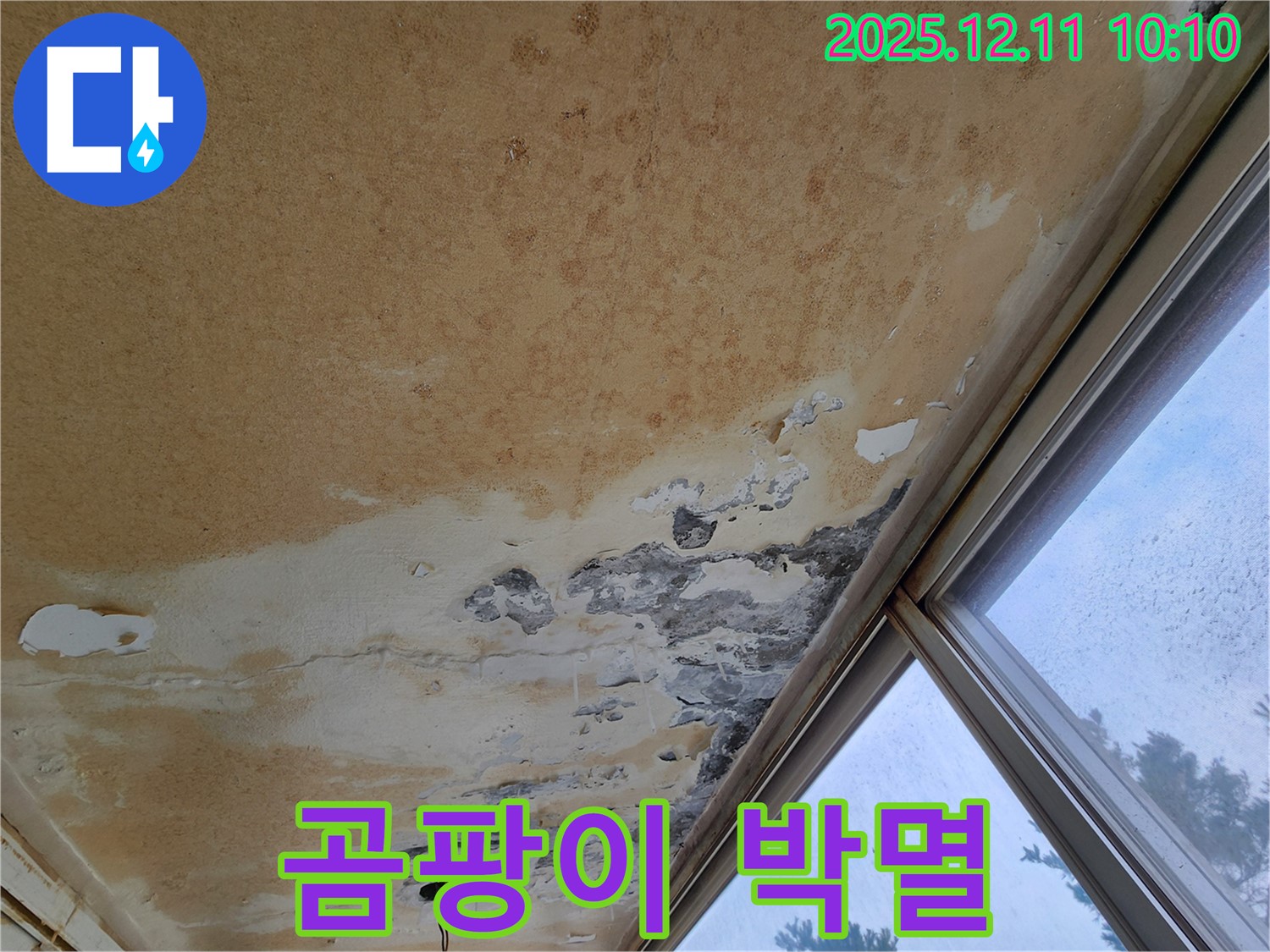 합리적인 가격 - 곰팡이 완전 박멸